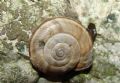 Chilostoma (Chilostoma) cingulatum infernale